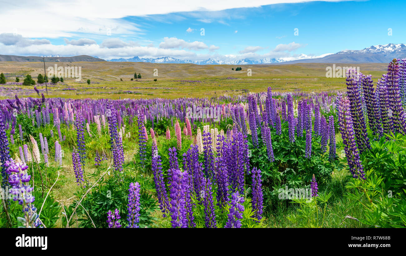 colorful lupins in the mountains, canterbury, new zealand Stock Photo