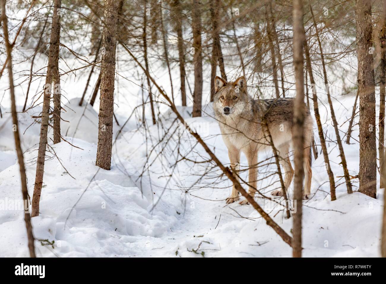 Canada, Province of Quebec, Abitibi Témiscamingue Region, Abitibi, Amos city, Pageau refuge, animal reserve, gray wolf (Canis lupus) in semi liberty Stock Photo