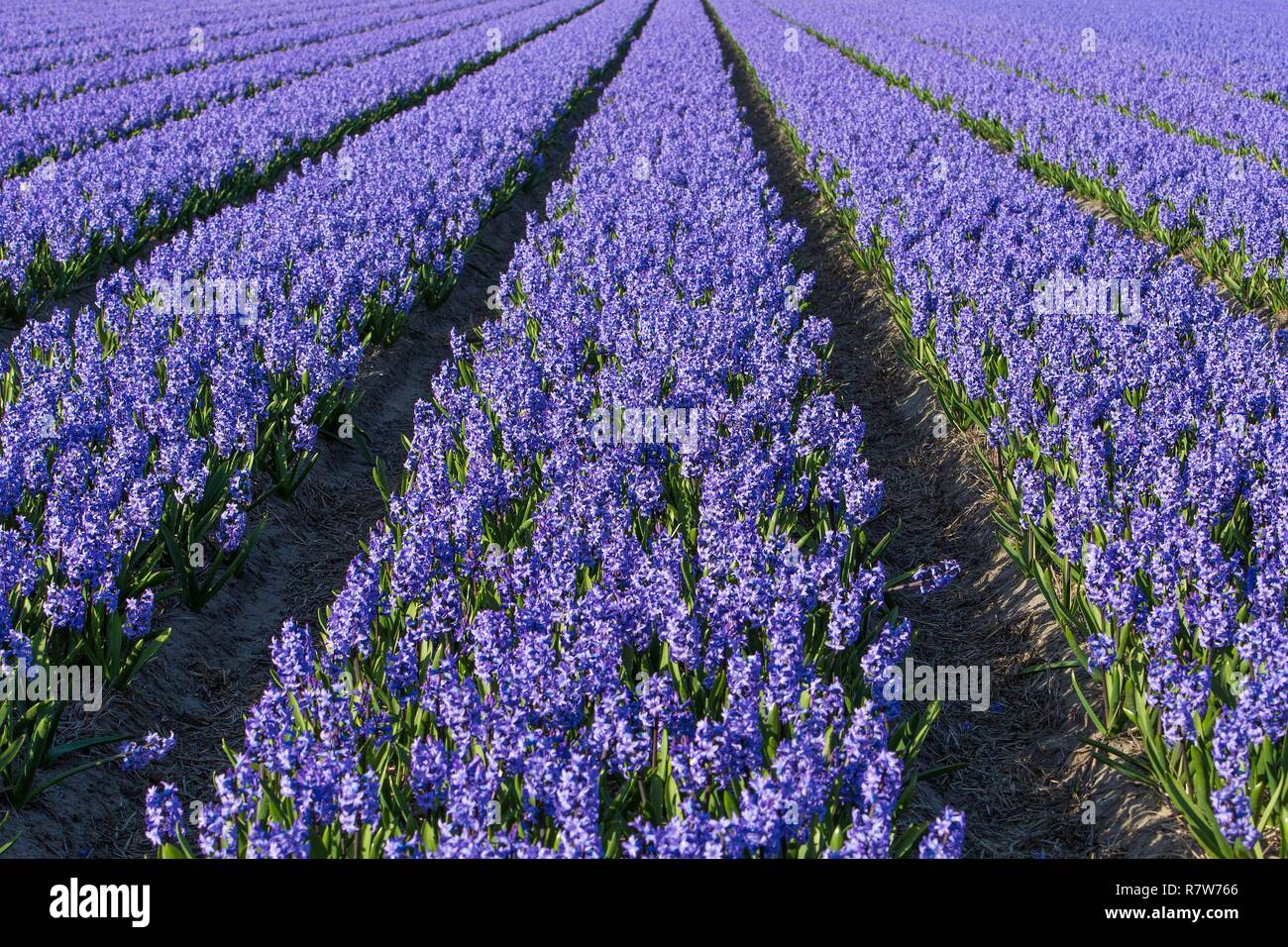 Netherlands, Southern Holland province, Noordwijkerhouth, yacinth fields Stock Photo