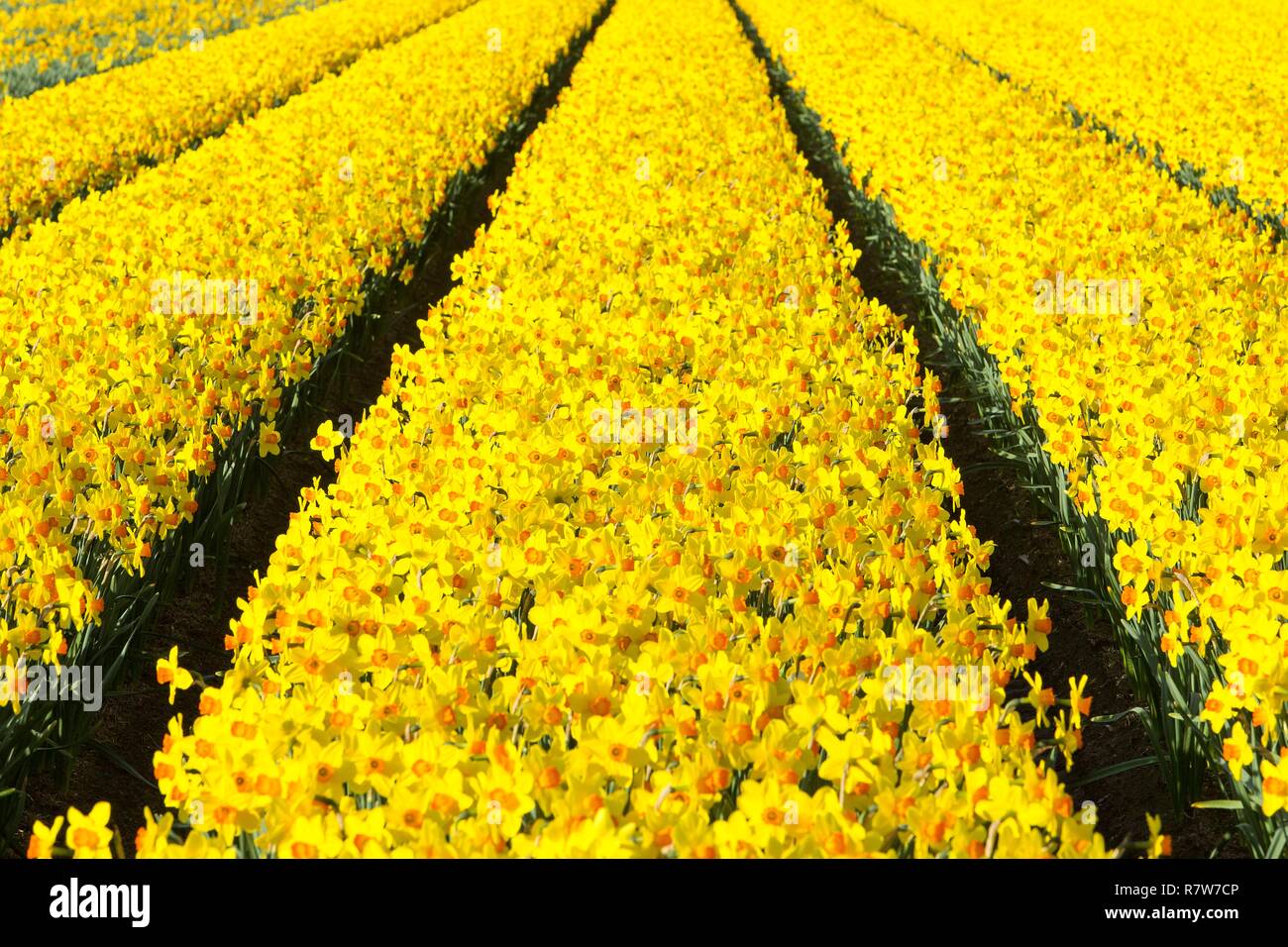 Netherlands, Southern Holland province, Noordwijkerhouth, narcissus fields Stock Photo