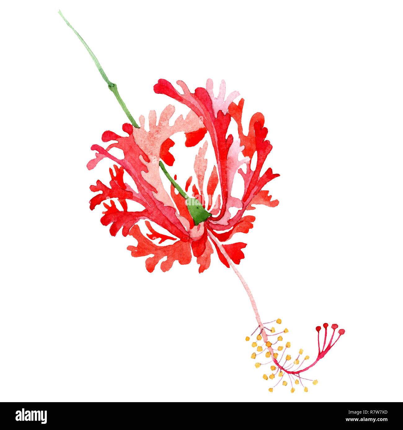 Red hibiscus botanical flower. Watercolor background illustration set ...