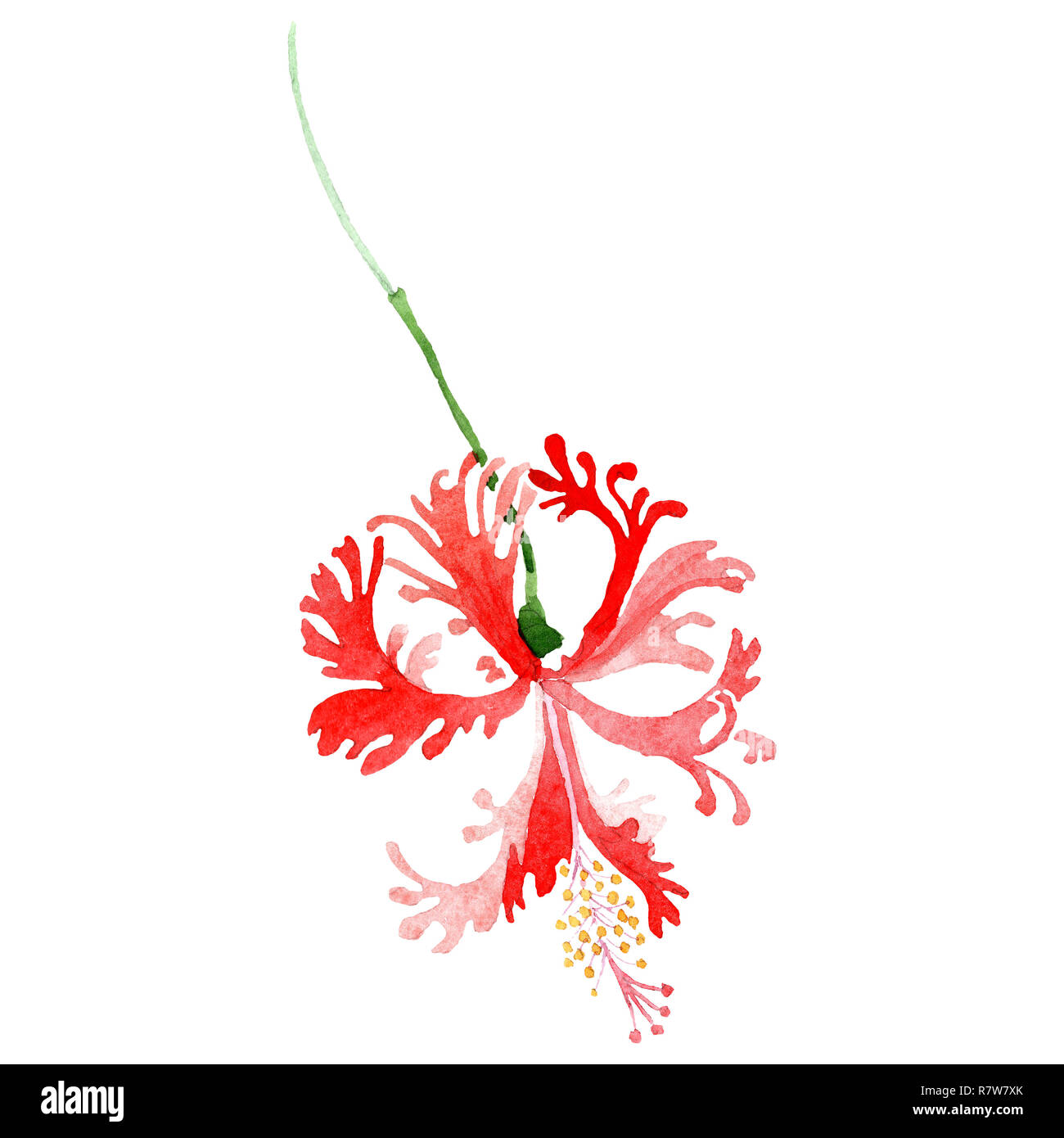Red hibiscus botanical flower. Watercolor background illustration set ...