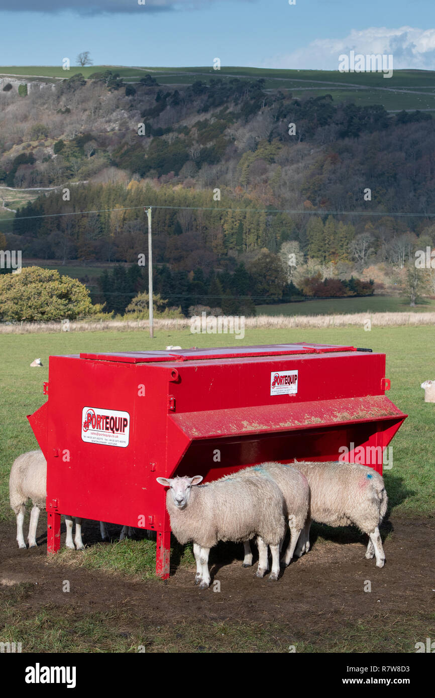 Fattening Lambs Eating From A Creep Feeder North Yorkshire Uk