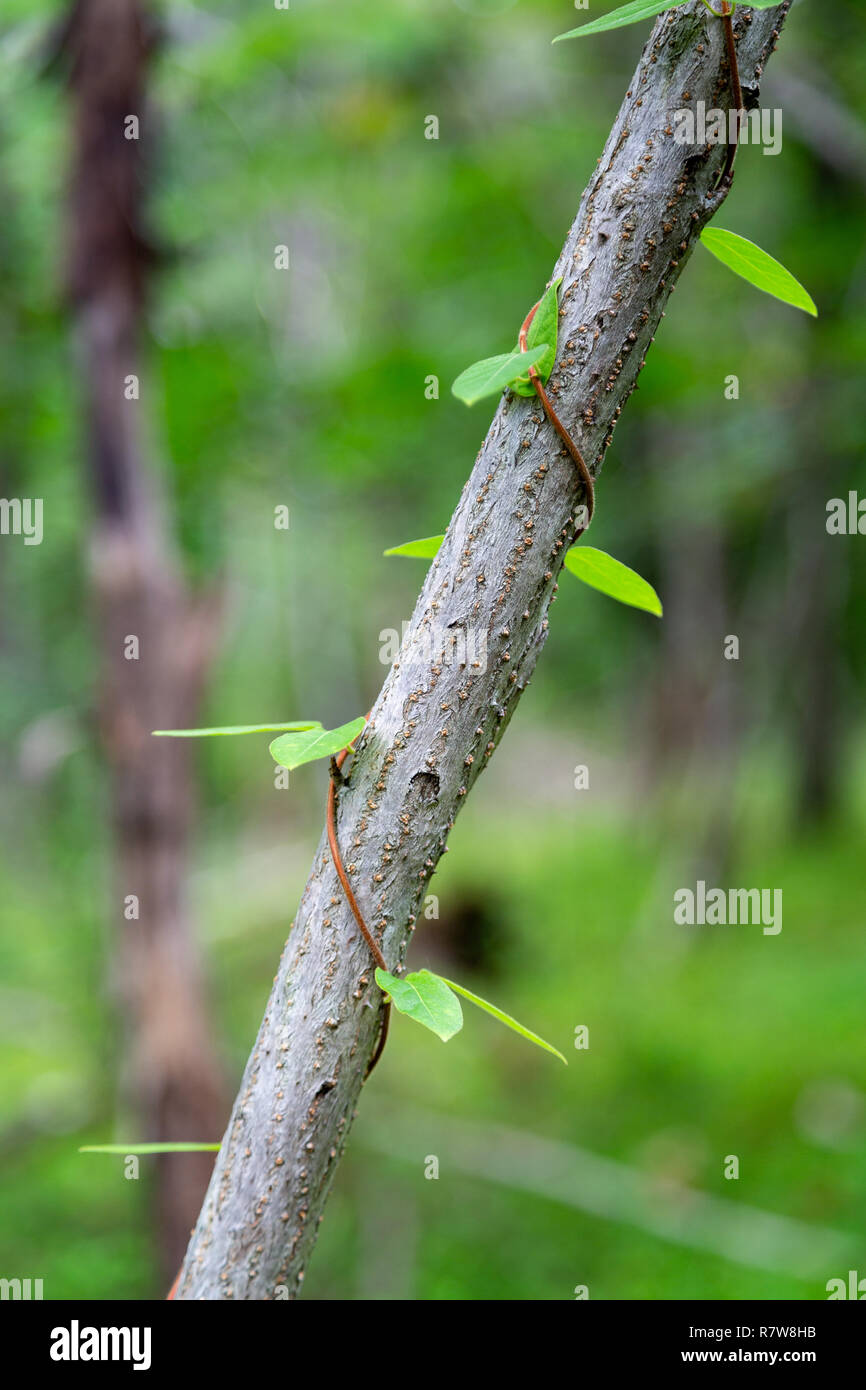 A vine wrapping around a tree branch. Buttermilk Falls County Park, New