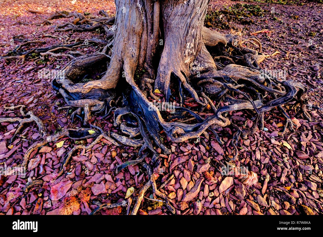 Swamp rabbit hi-res stock photography and images - Alamy