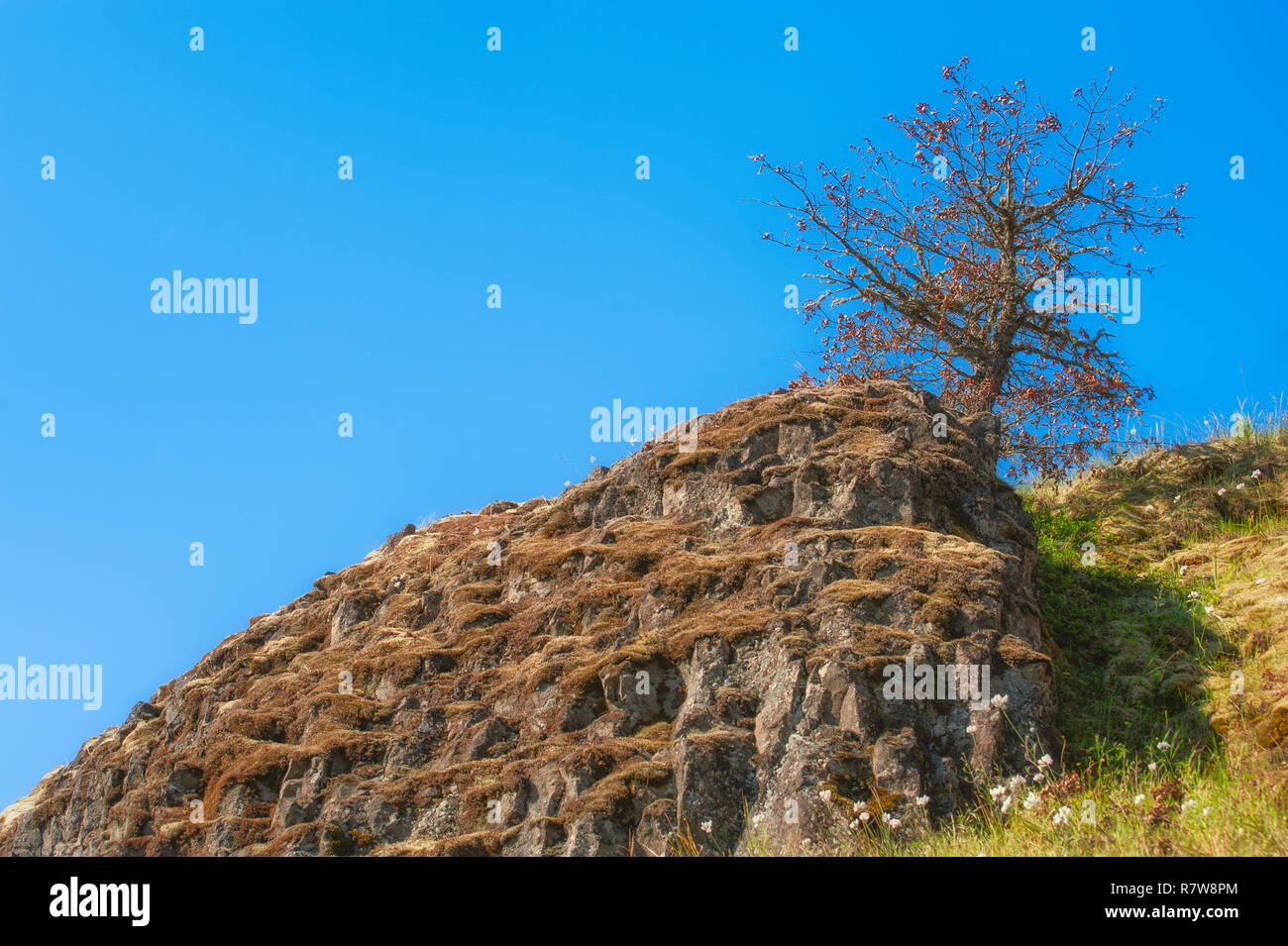 A lone tree grows at the base of basalt rock cropping on a hill above Catherine Creek Trail in the Columbia River Gorge near Lyle, Washington. Stock Photo