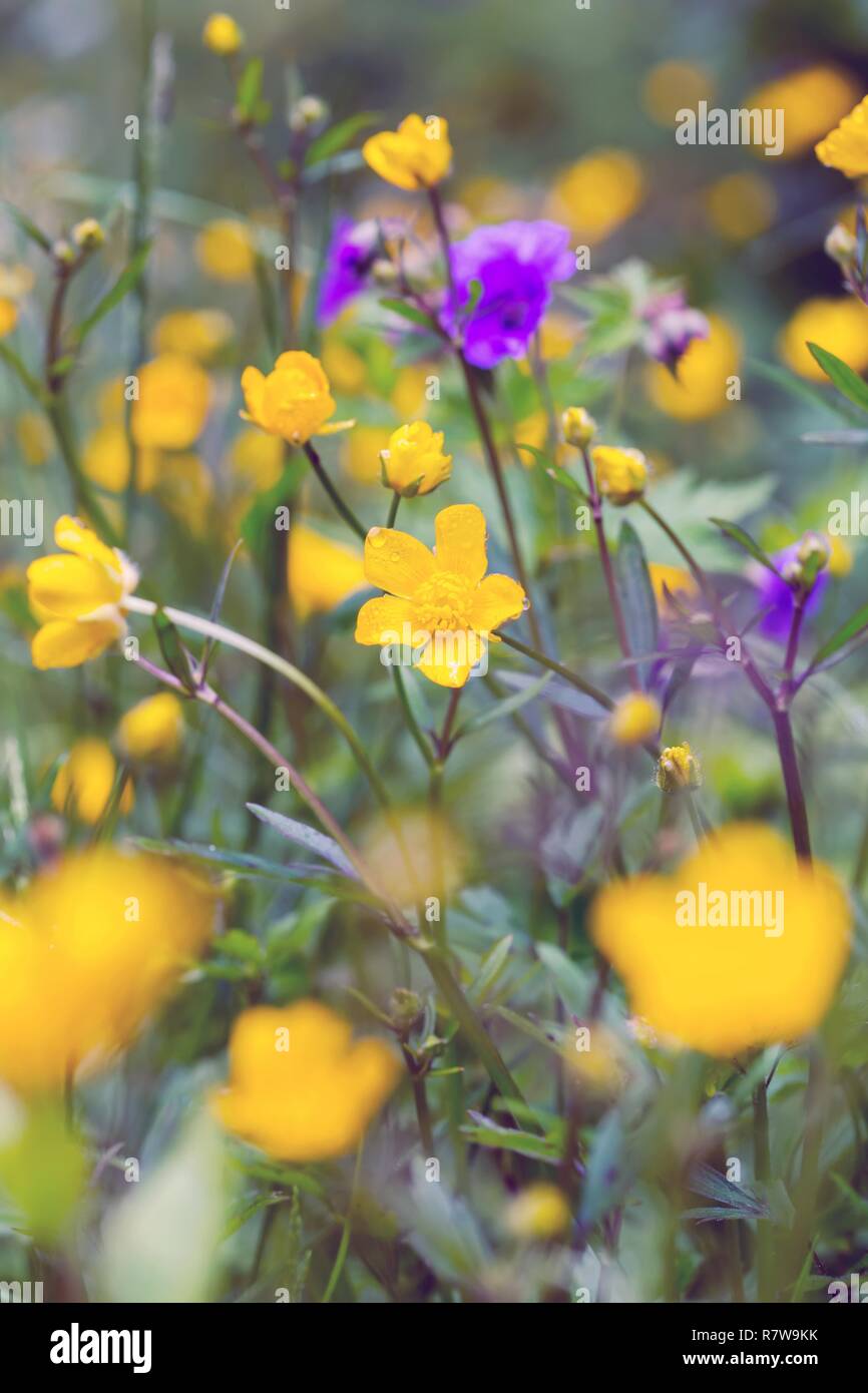 meadow with yellow flowers - lonely flower in the foreground Stock Photo