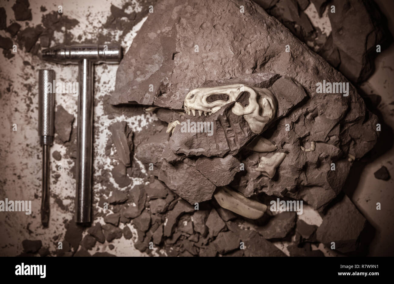 Størrelsesestimater for megalodon gjennom årene : r/Naturewasmetal, image size:1300x937