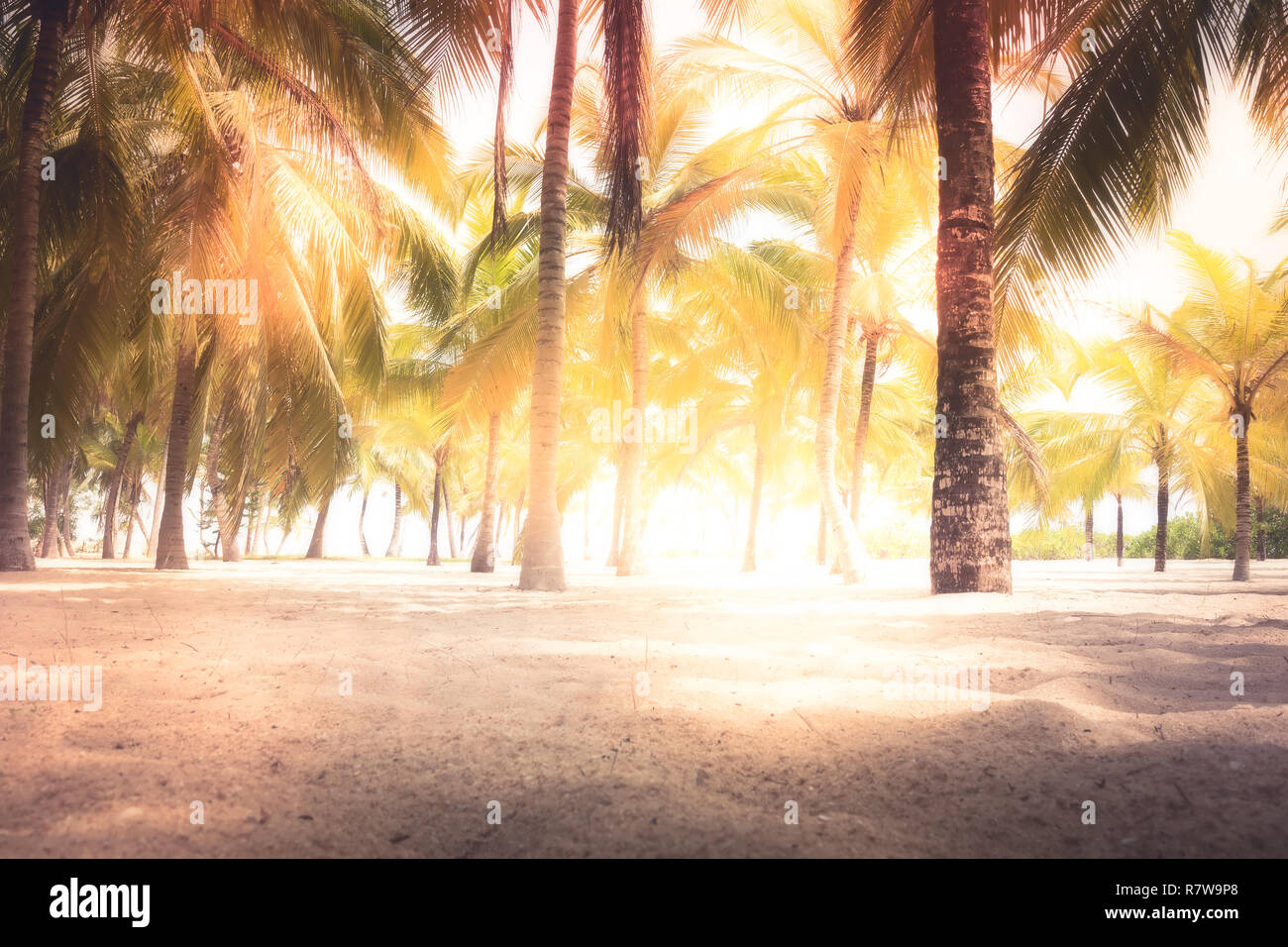 Beach palms trees sand bright sunlight background vintage style in yellow orange colors Stock Photo