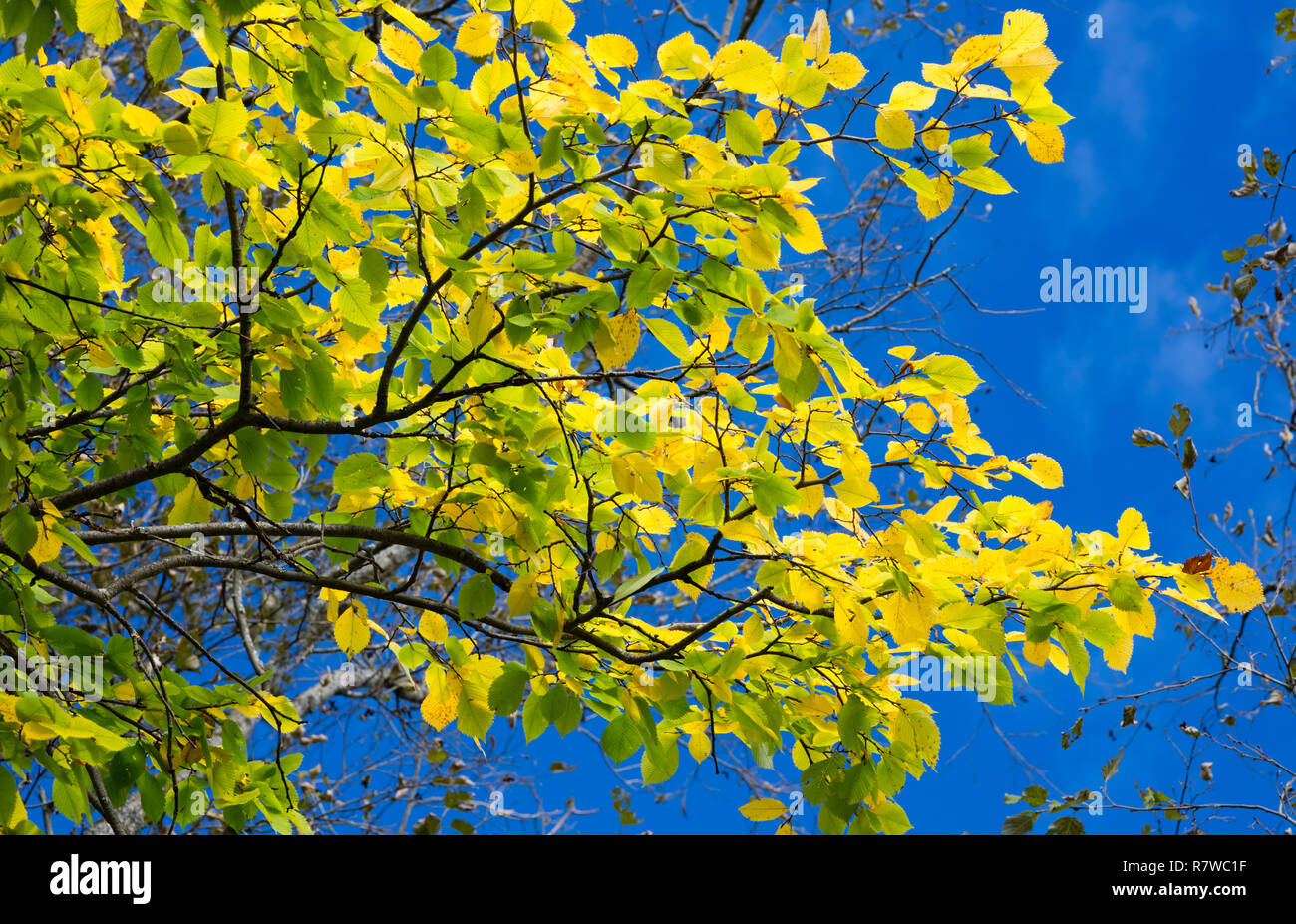 Autumn leaves with the blue sky background Stock Photo - Alamy