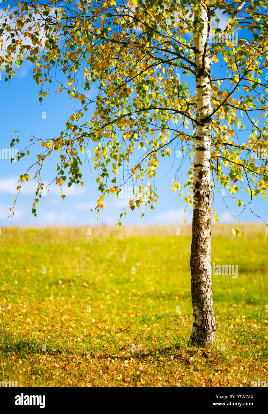 Autumn leaves with the blue sky background Stock Photo - Alamy