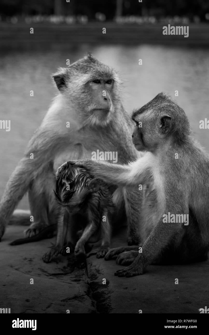 South east asia monkeys hi-res stock photography and images - Alamy