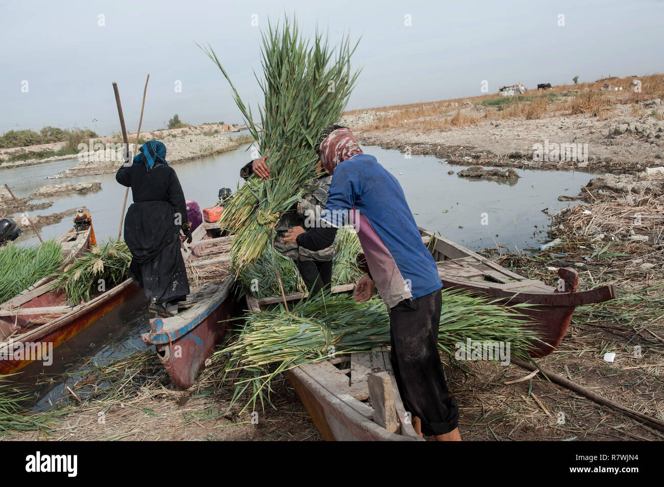 November 2, 2018 - Al-Chibayish, Marshes of Southern Iraq, Iraq - Marsh Arabs seen unloading reeds in the Central Marshes of Southern Iraq.Climate change, dam building in Turkey and internal water mismanagement are the main causes of a severe drought in the southern wetlands of Iraq. Credit: John Wreford/SOPA Images/ZUMA Wire/Alamy Live News Stock Photo