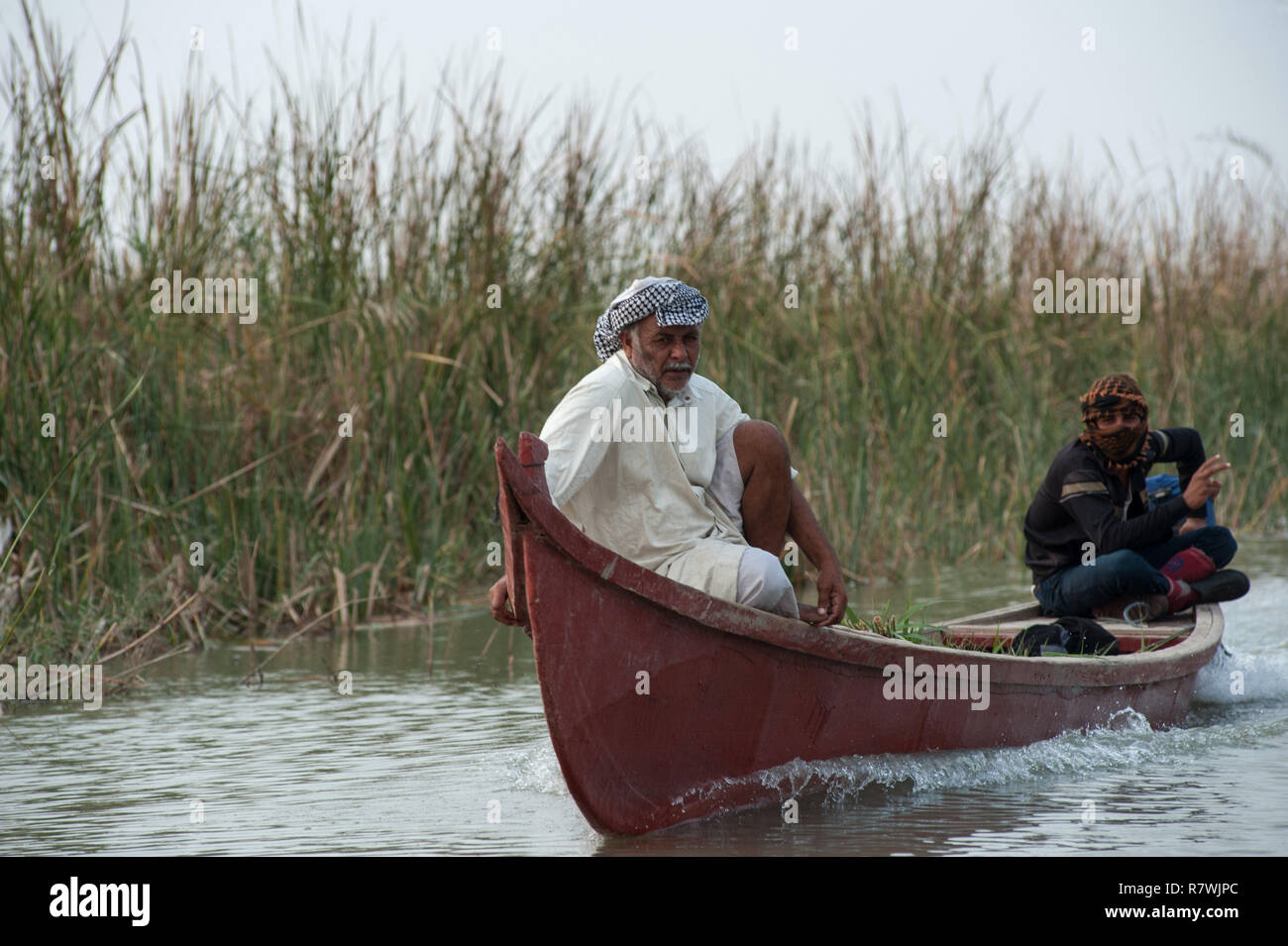 November 8, 2018 - Al-Chibayish, Marshes of Southern Iraq, Iraq - Marsh Arabs seen transporting reeds by boat as buffalo fodder in the Central marsh of Southern Iraq.Climate change, dam building in Turkey and internal water mismanagement are the main causes of a severe drought in the southern wetlands of Iraq. Credit: John Wreford/SOPA Images/ZUMA Wire/Alamy Live News Stock Photo