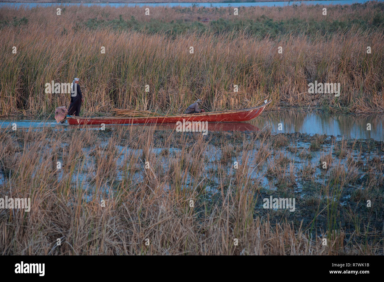 November 12, 2018 - Al-Chibayish, Marshes of Southern Iraq, Iraq - Marsh Arabs seen transporting reeds by boat as buffalo fodder in the Hamar marsh of Southern Iraq.Climate change, dam building in Turkey and internal water mismanagement are the main causes of a severe drought in the southern wetlands of Iraq. Credit: John Wreford/SOPA Images/ZUMA Wire/Alamy Live News Stock Photo