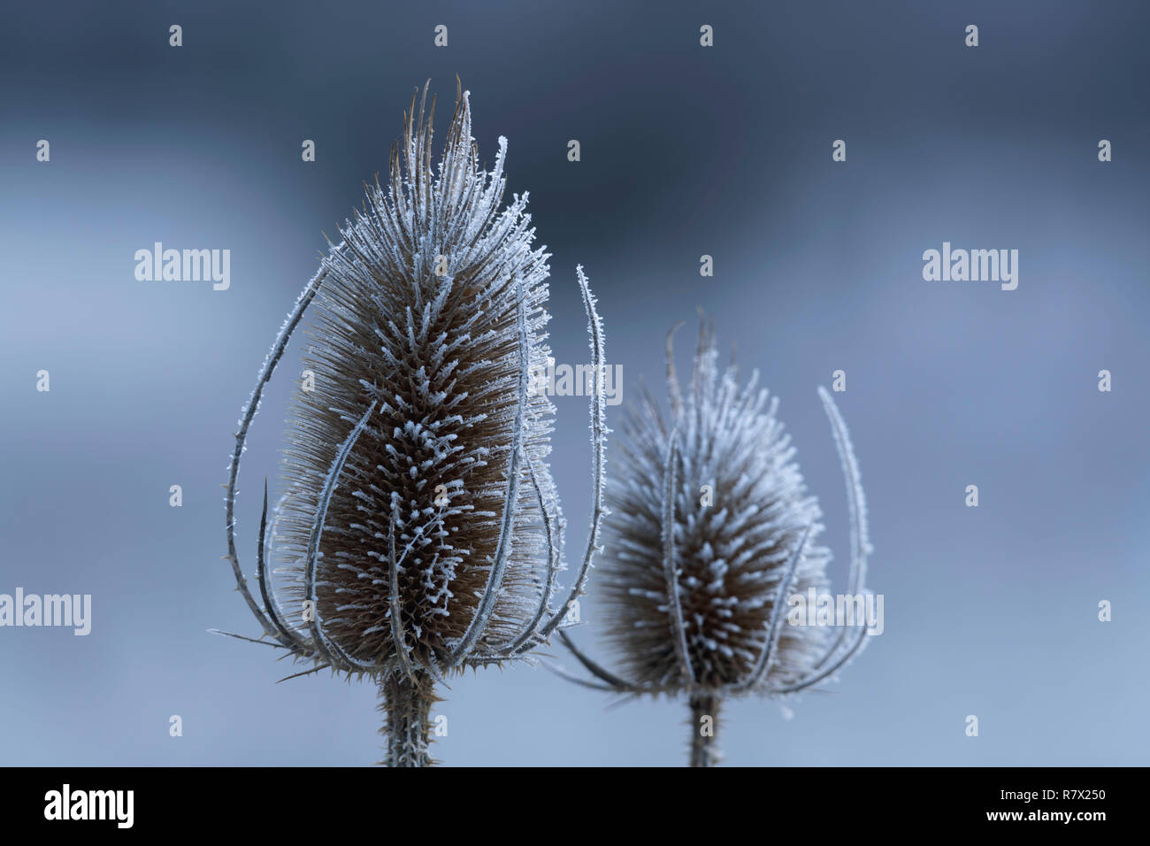 Dried Seedheads of Wild Teasel (Dipsacus Fullonum) are Covered in Frost on a Winter Morning at the Muir of Dinnet in the Cairngorms National Park. Stock Photo