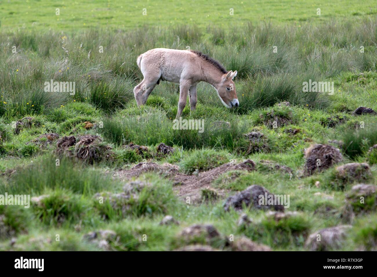 France Alpes Maritimes Andon Biological Reserve Dedicated To The Protection And Breeding Of European Flora And Fauna Przewalski S Chevalux Stock Photo Alamy