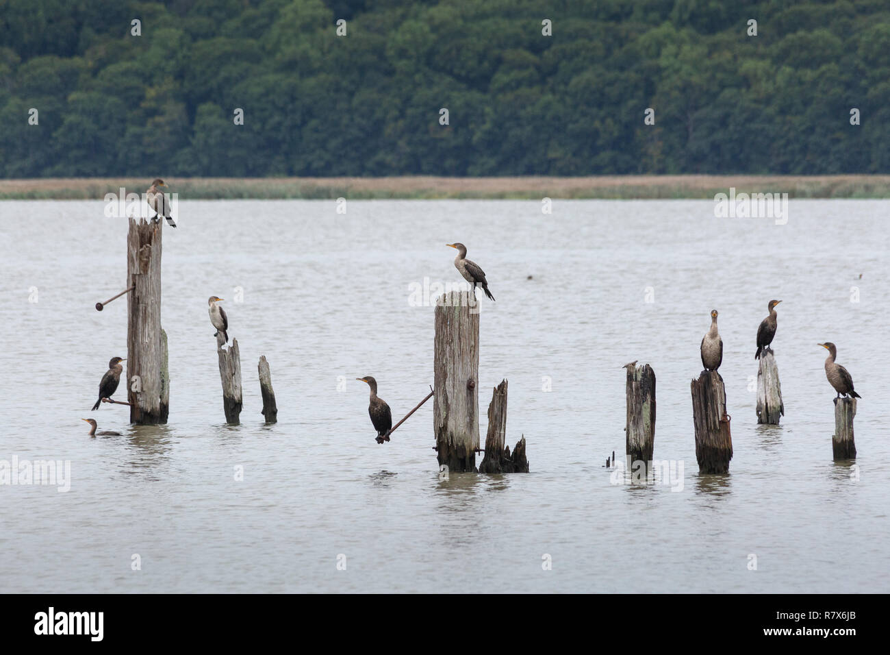 A small cormorant rookery perched on old pier logs near the Piermont Marsh in the Hudson River. Piermont, New York Stock Photo