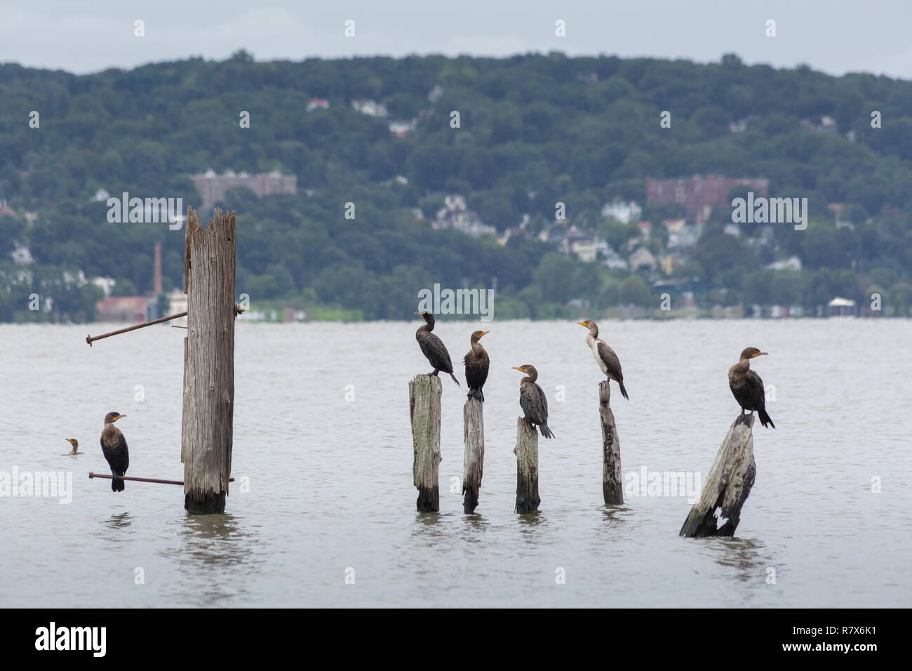 A small rookery of cormorants resting on old pier logs standing above the Hudson River near the Piermont Pier. Piermont, New York Stock Photo
