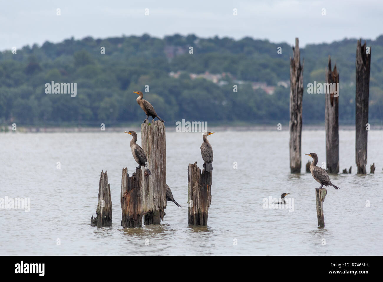 A small rookery of cormorants observing their surroundings perched on old pier logs near the Piermont Pier in the Hudson River. Piermont, New York Stock Photo