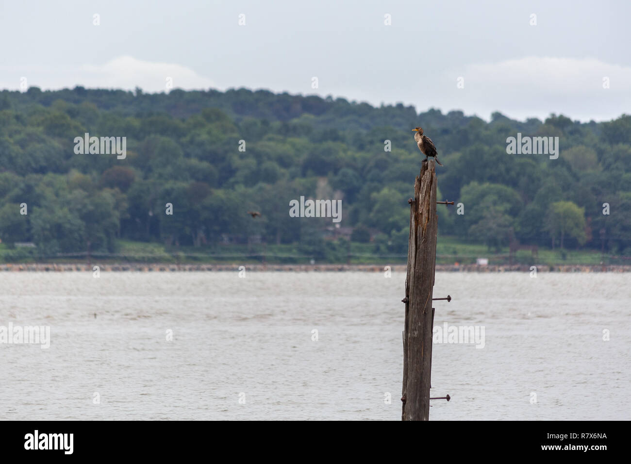 A cormorant perched on an old pier log in the Hudson River. Piermont, New York Stock Photo