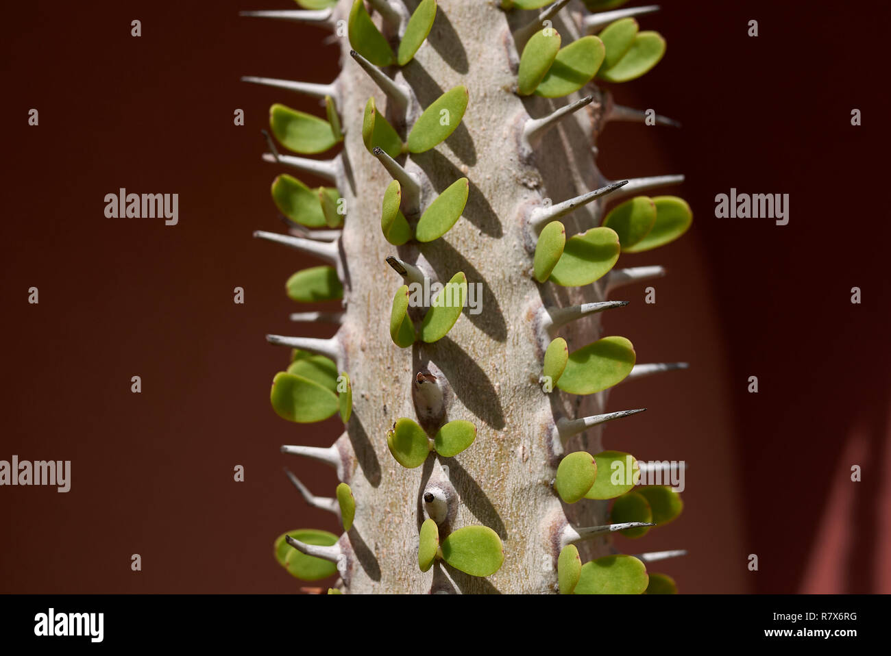 Alluaudia Procera sharp stem close up Stock Photo - Alamy