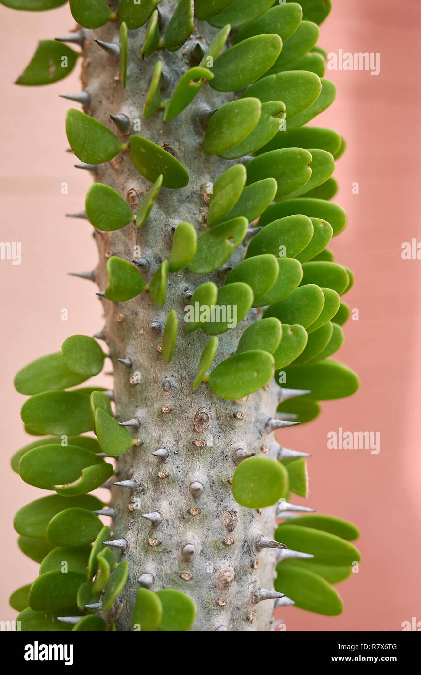 Alluaudia Procera sharp stem close up Stock Photo - Alamy