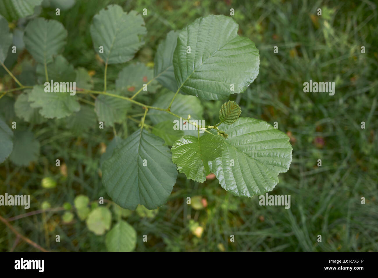 Alnus glutinosa tree close up Stock Photo