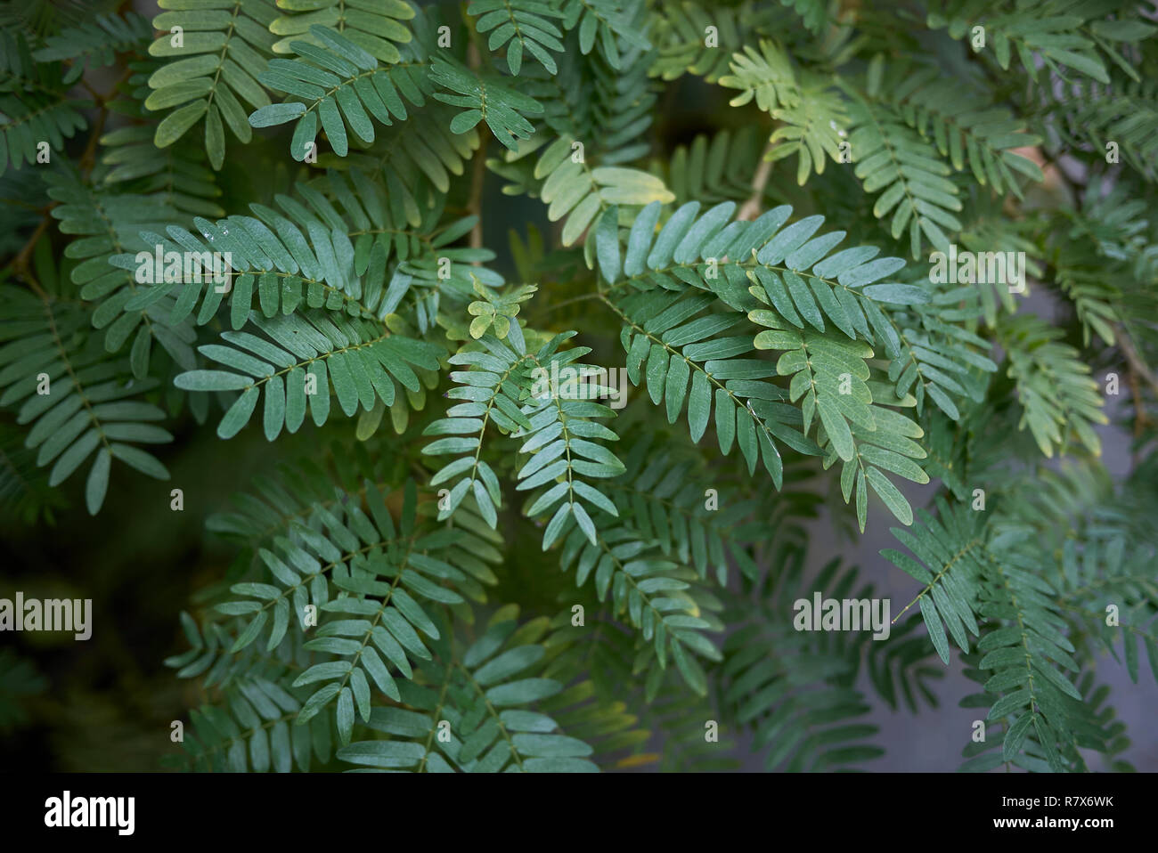 Calliandra surinamensis green foliage Stock Photo