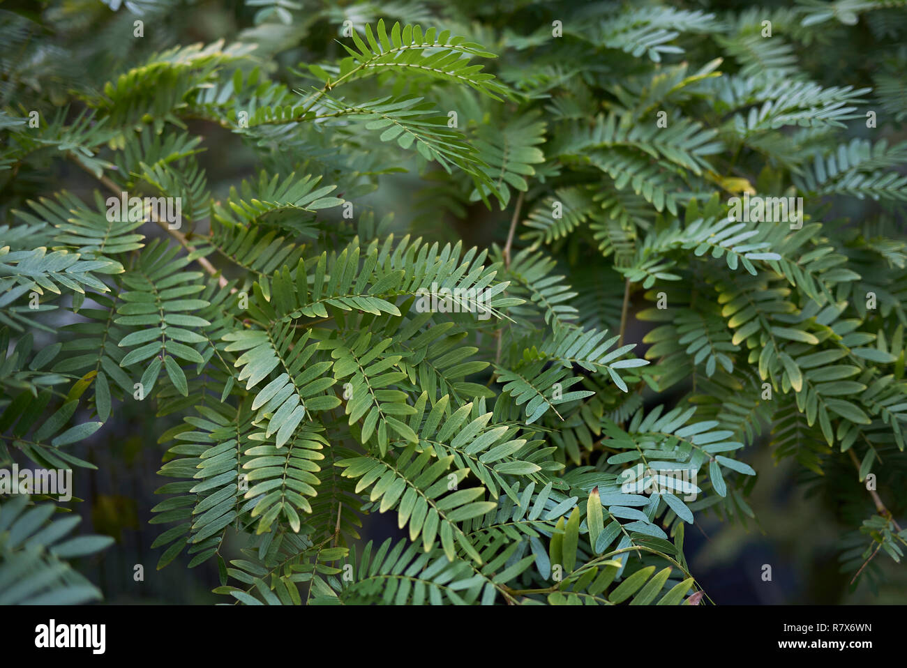 Calliandra surinamensis green foliage Stock Photo
