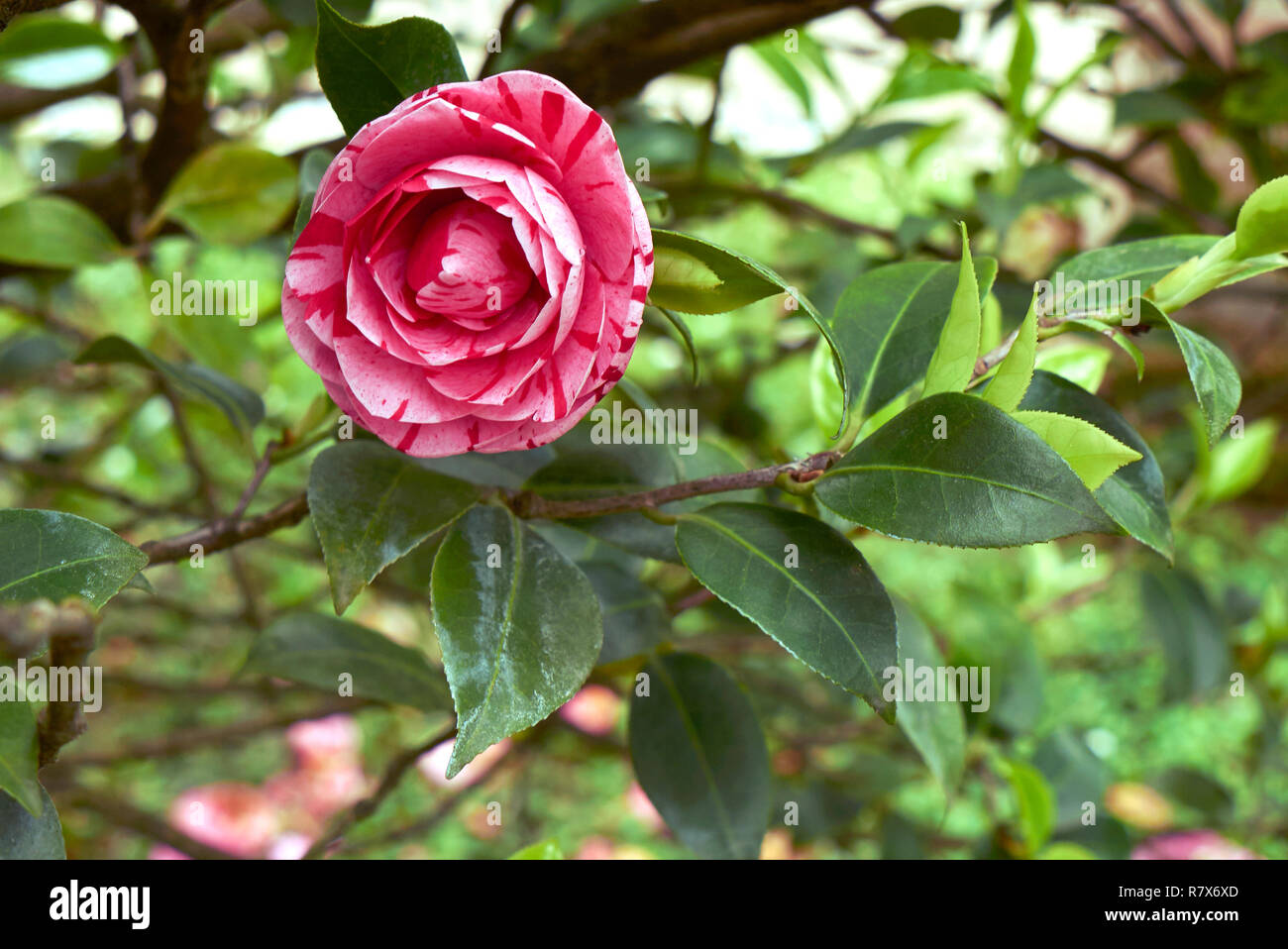 Camellia japonica in bloom hi-res stock photography and images - Alamy