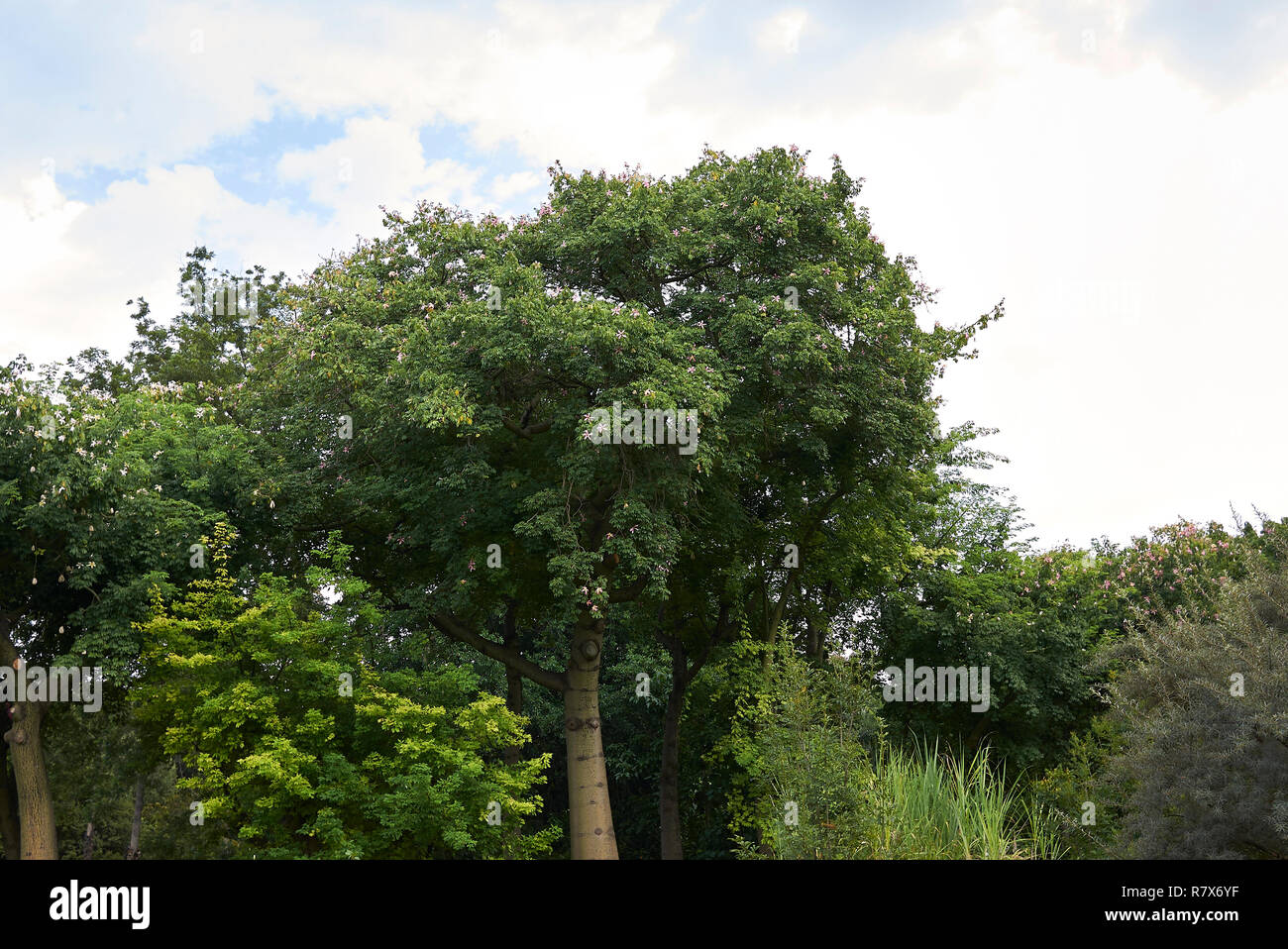 Ceiba speciosa trees Stock Photo