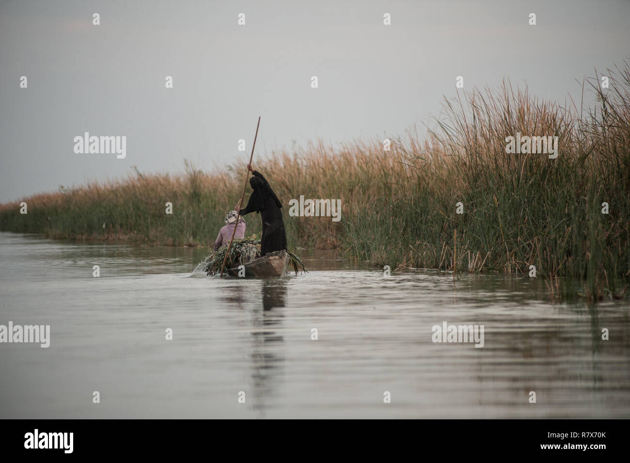 A woman poles a canoe carrying reeds along a stream in the Central Marshes of Southern Iraq. Climate change, dam building in Turkey and internal water mismanagement are the main causes of a severe drought in the southern wetlands of Iraq. Stock Photo
