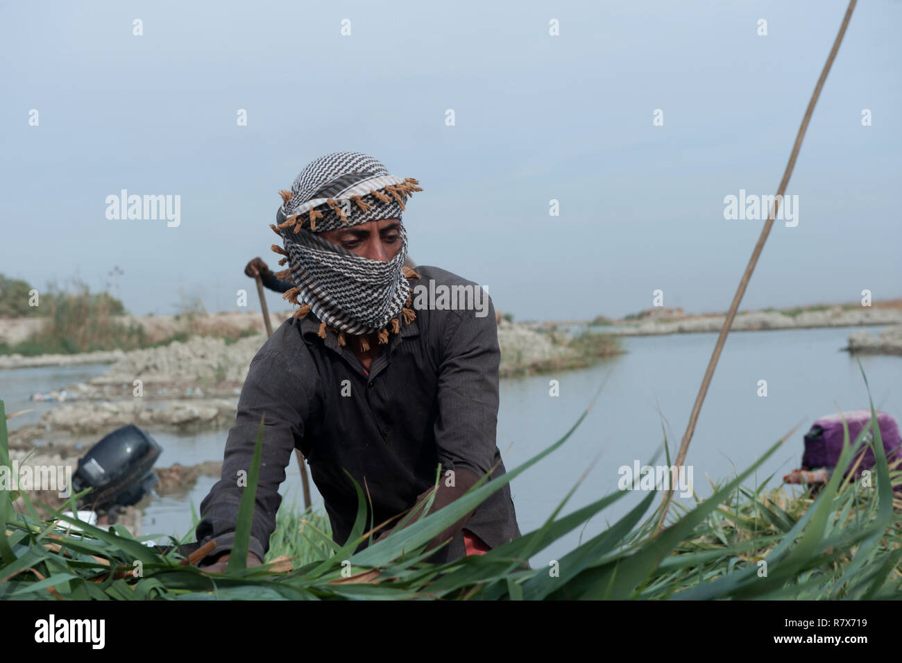 A Marsh Arab seen gathering reeds in the Central Marshes of Southern Iraq. Climate change, dam building in Turkey and internal water mismanagement are the main causes of a severe drought in the southern wetlands of Iraq. Stock Photo