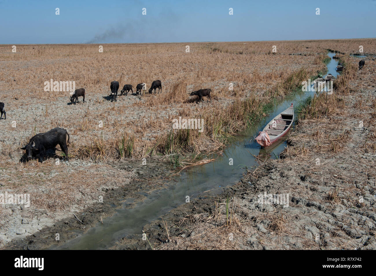 Buffalo seen feeding on dry reed beds of the Central Marshes of Southern Iraq. Climate change, dam building in Turkey and internal water mismanagement are the main causes of a severe drought in the southern wetlands of Iraq. Stock Photo