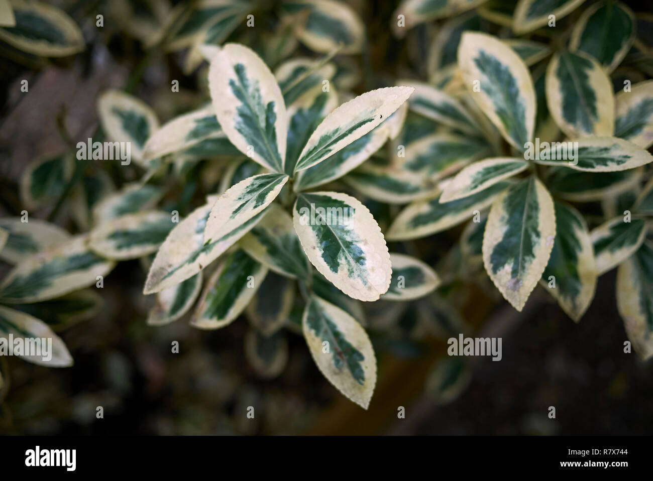 Garden Musings Anyonewanna Euonymus