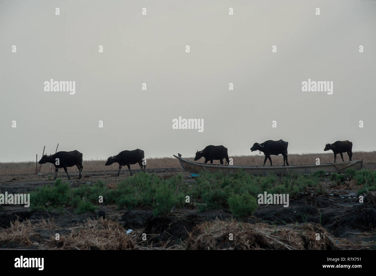 Water buffalo seen grazing in the Central Marshes of Southern wetlands of Iraq. Climate change, dam building in Turkey and internal water mismanagement are the main causes of a severe drought in the southern wetlands of Iraq. Stock Photo