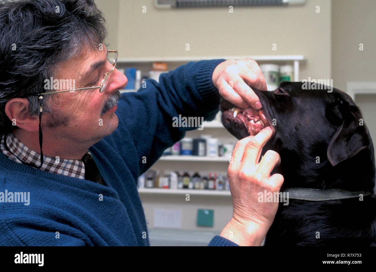 labrador veterinary clinic