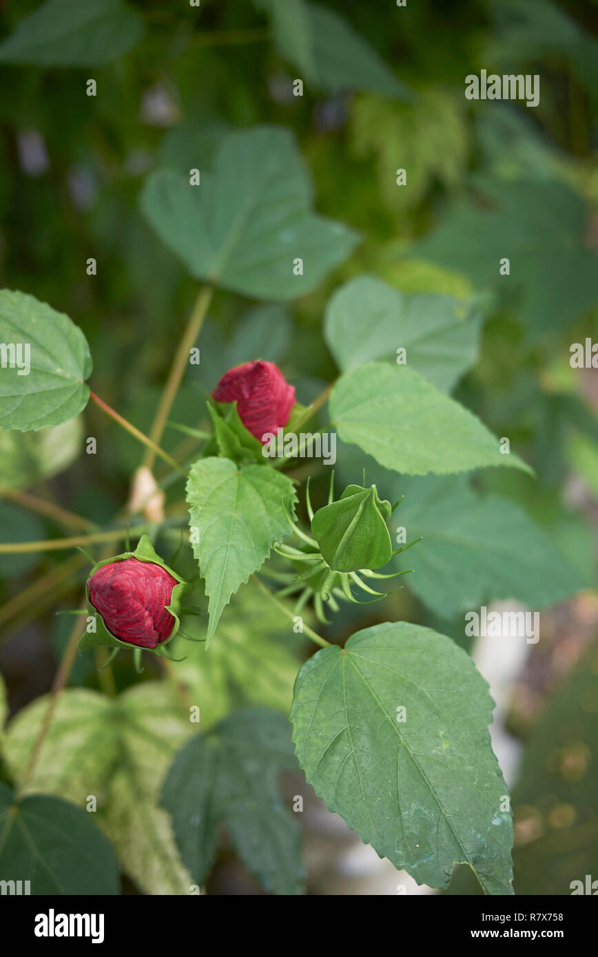 Hibiscus moscheutos red inflorescence Stock Photo - Alamy