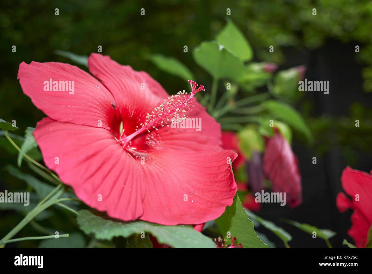 Hibiscus moscheutos red inflorescence Stock Photo - Alamy