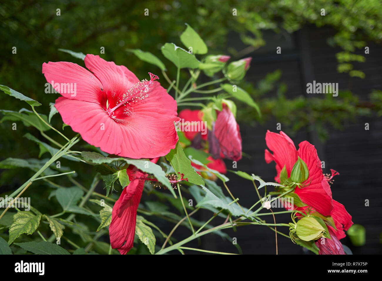 Hibiscus moscheutos red inflorescence Stock Photo