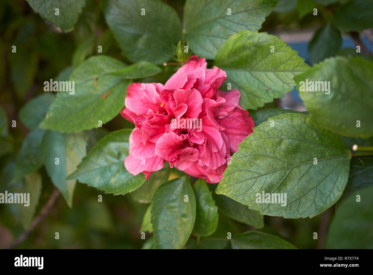 Edible hibiscus flower hires stock photography and images Alamy