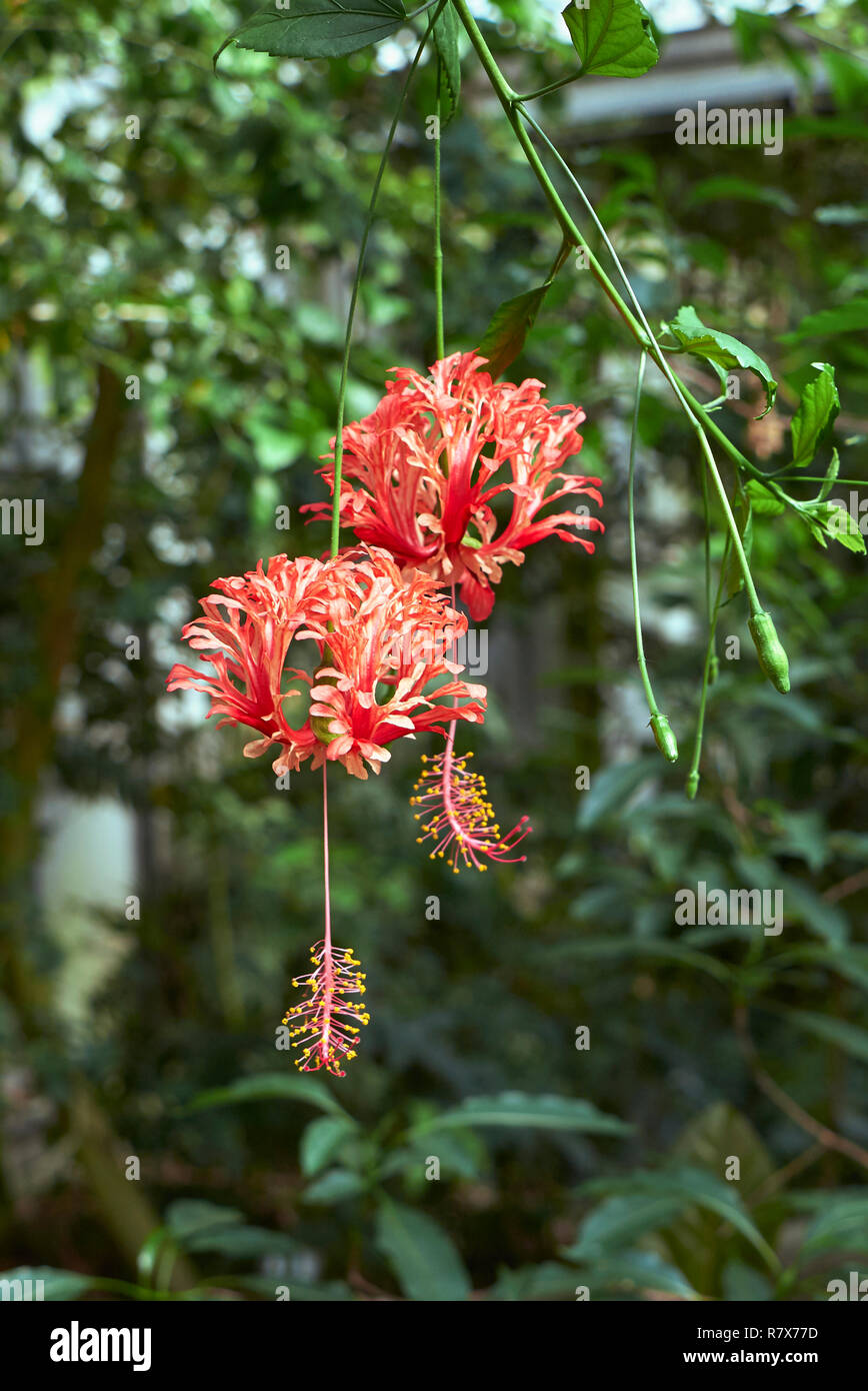 Hibiscus schizopetalus red inflorescence Stock Photo - Alamy