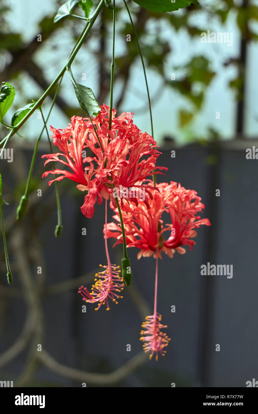 Spider hibiscus hi-res stock photography and images - Alamy