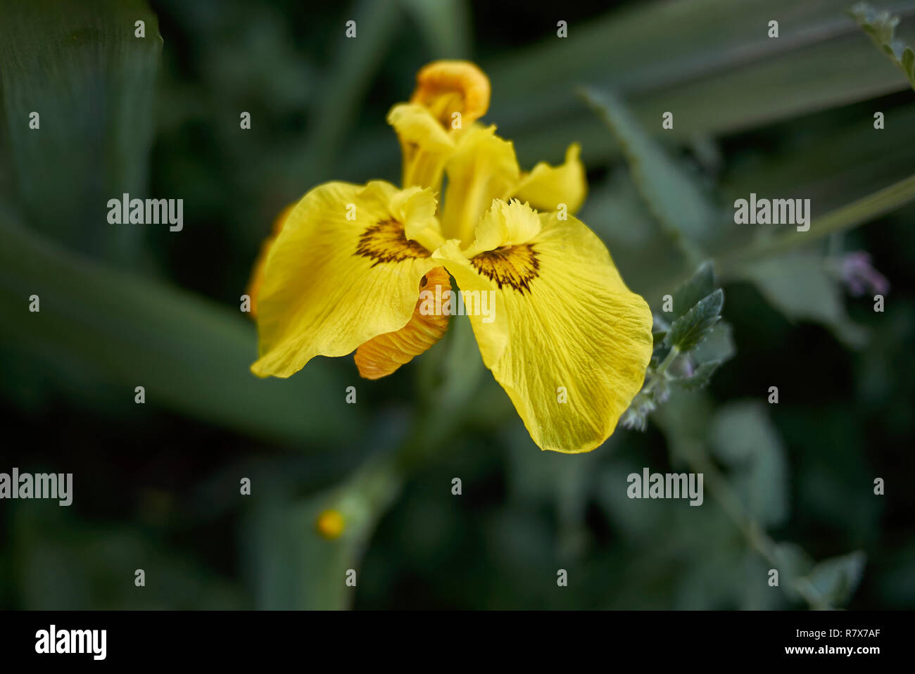 Yellow brown iris hires stock photography and images Alamy
