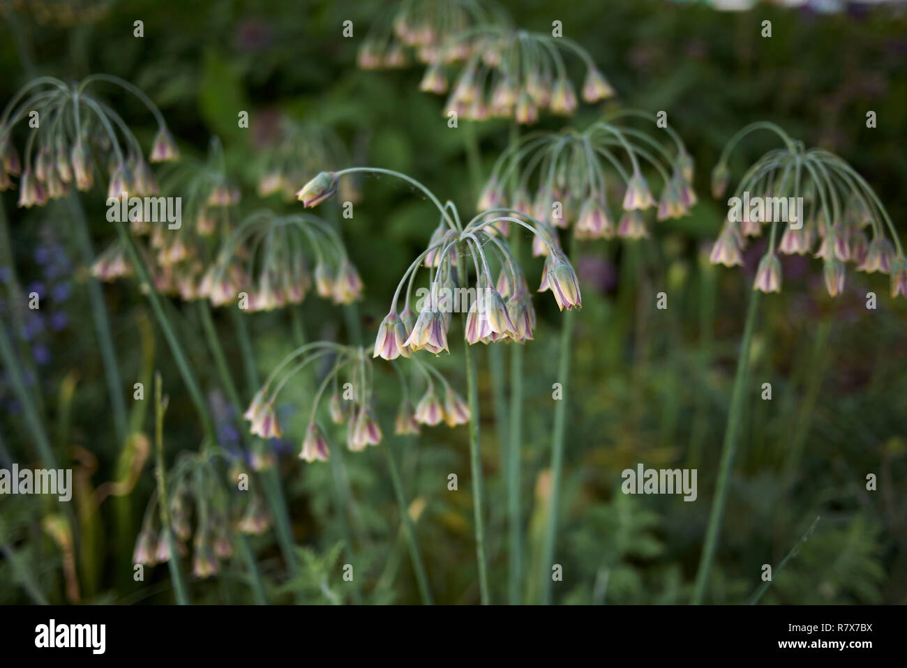 allium siculum in bloom Stock Photo