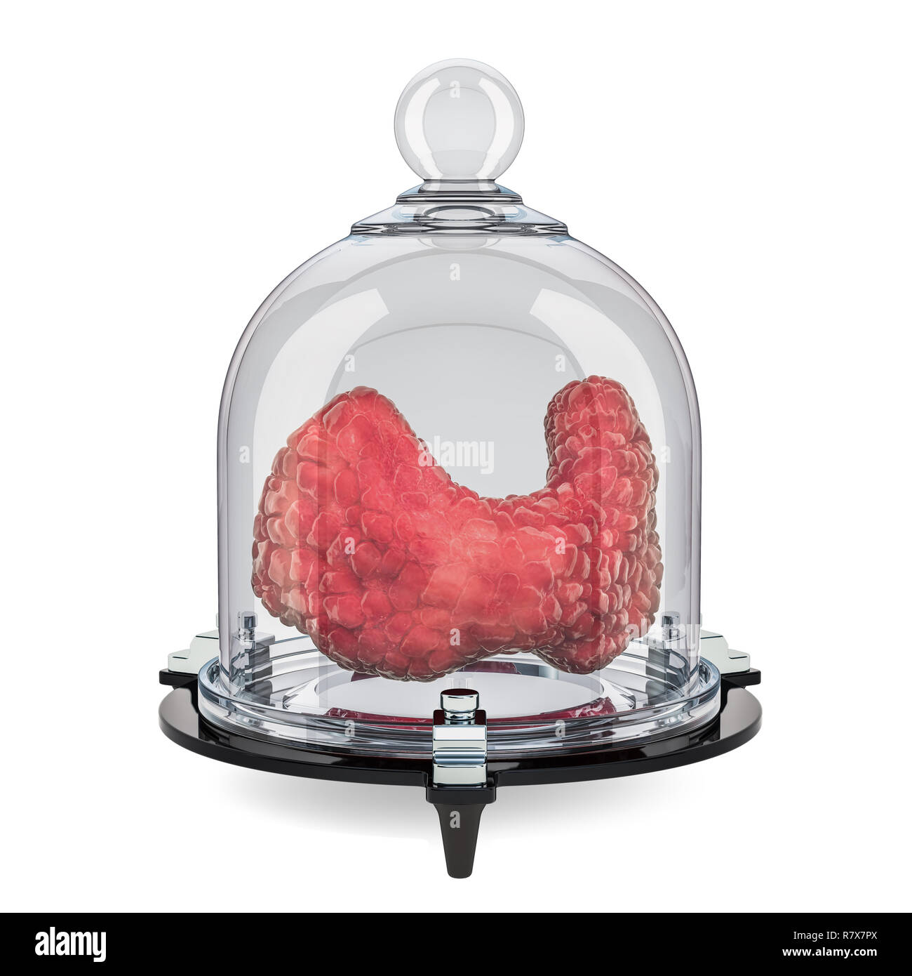 Human thyroid covered by glass bell, protect concept. 3D rendering ...