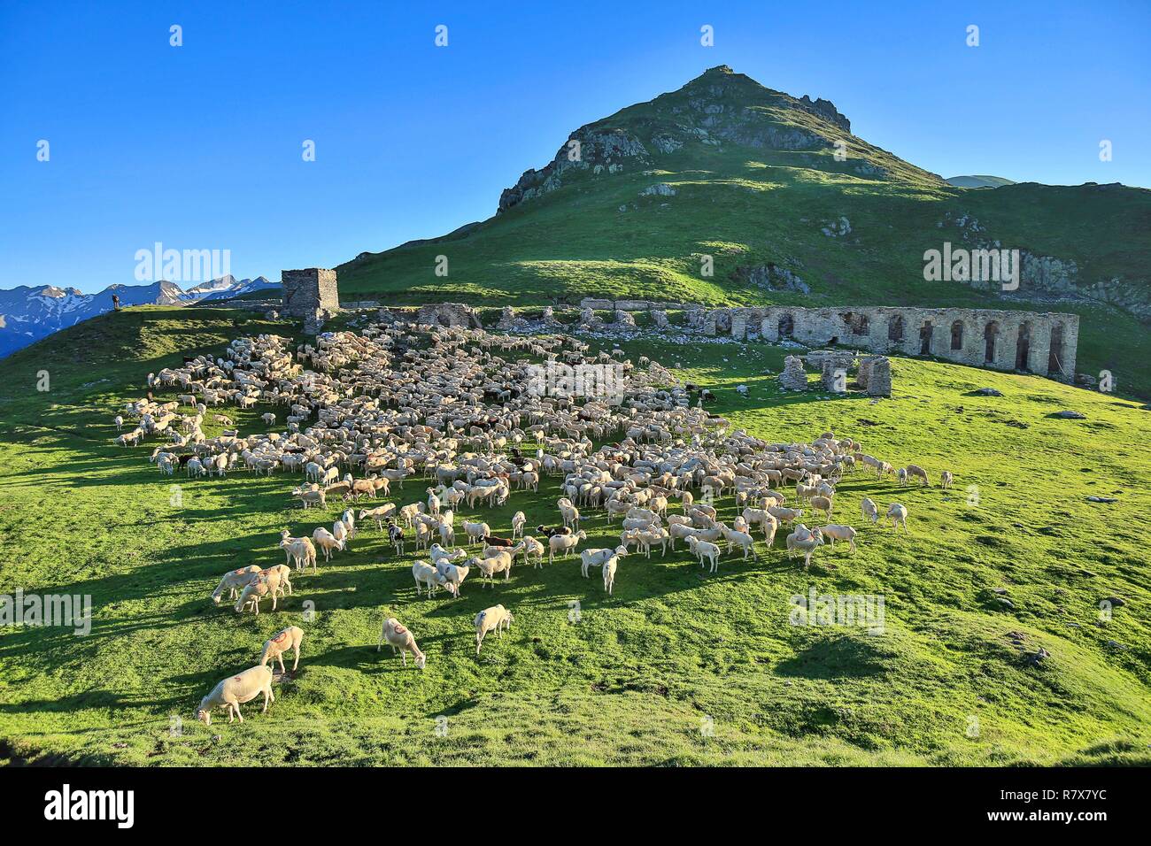 France, Ariege, Flock of sheep grazing near the ruined building at the port of Salau (2,087 m) is a border crossing of the Pyrenees between France and Spain Stock Photo