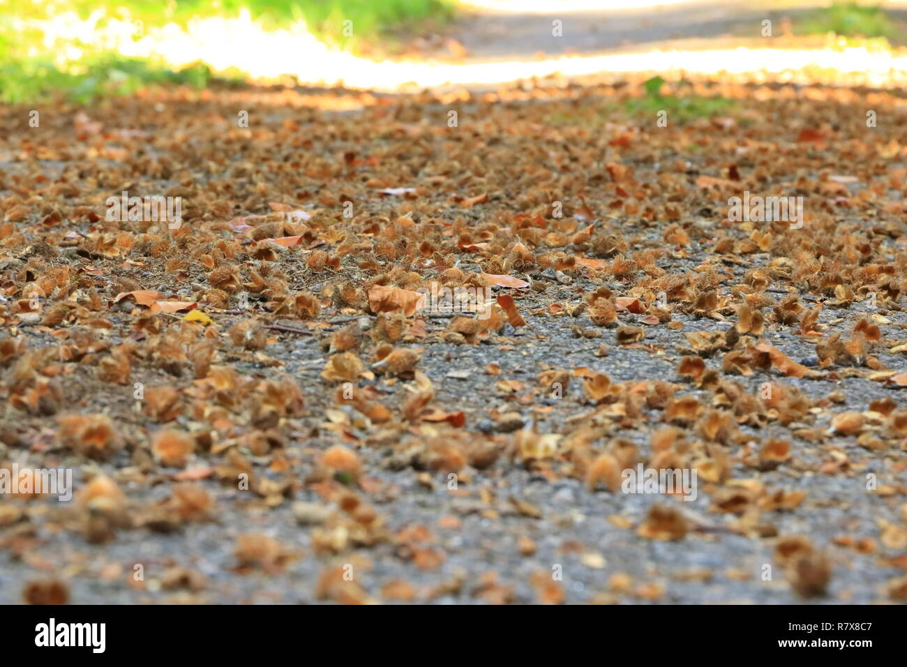 Brown Beechnut Macro In Autumn The Floor Stock Photo Alamy