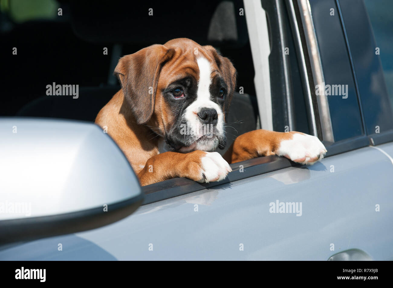 Puppy looking out the car window Stock Photo Alamy